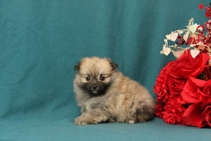 puppy, for, sale, Pomeranian, Matthew B. Stoltzfus, dog, breeder, Gap, PA, dog-breeder, puppy-for-sale, forsale, nearby, find, puppyfind, locator, puppylocator, aca